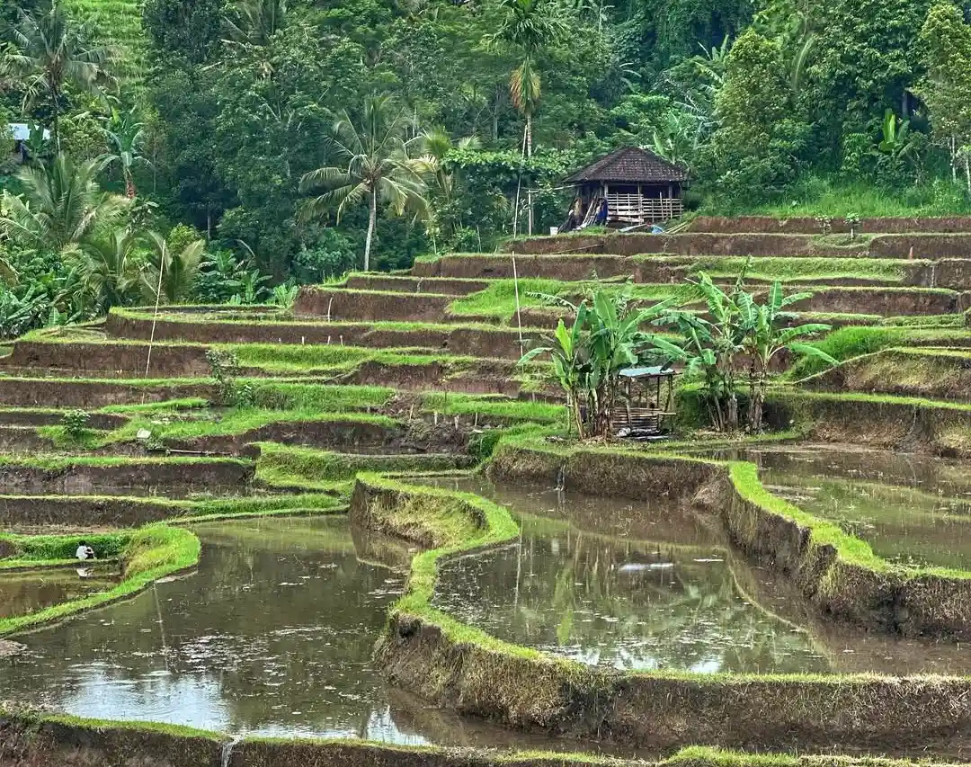 Jatiluwih Rice Terraces Bali