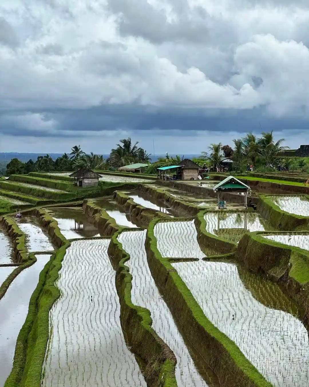 Jatiluwih Rice Terraces Bali